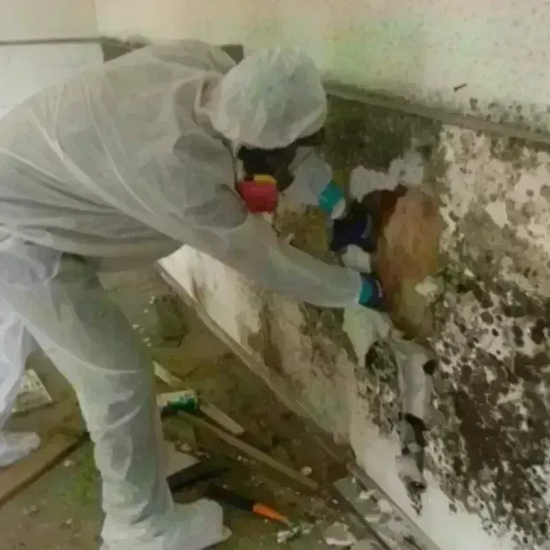 Mold Remediation and Removal in Marion, NC